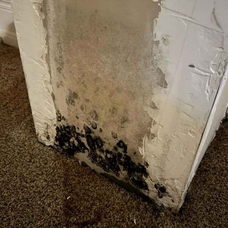 Professional Mold Removal in Bethlehem, WV
